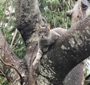 Cleo in tree